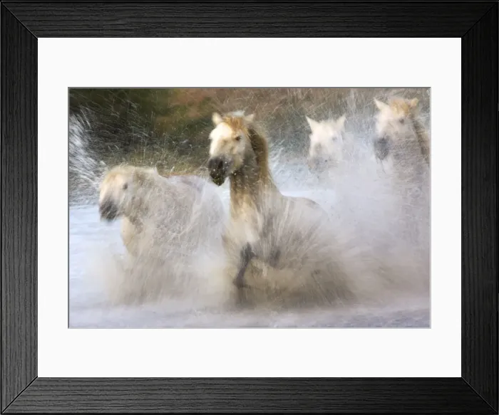 Framed Print : Camargue Horse Saintes Maries de la mer, France Framed Print : Camargue Horse Saintes Maries de la mer, France