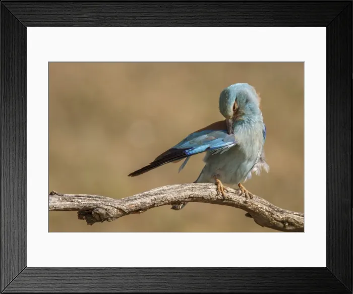 Framed Print : Picture No. 11806749 Framed Print : Picture No. 11806749