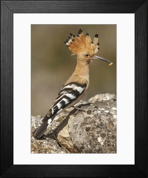 Framed Print : Picture No. 11806750 Framed Print : Picture No. 11806750