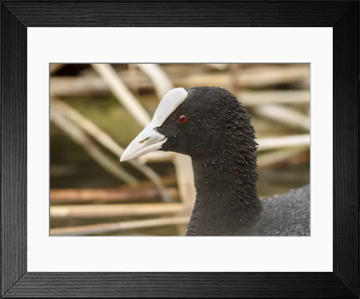 Framed Print : Picture No. 11806751 Framed Print : Picture No. 11806751