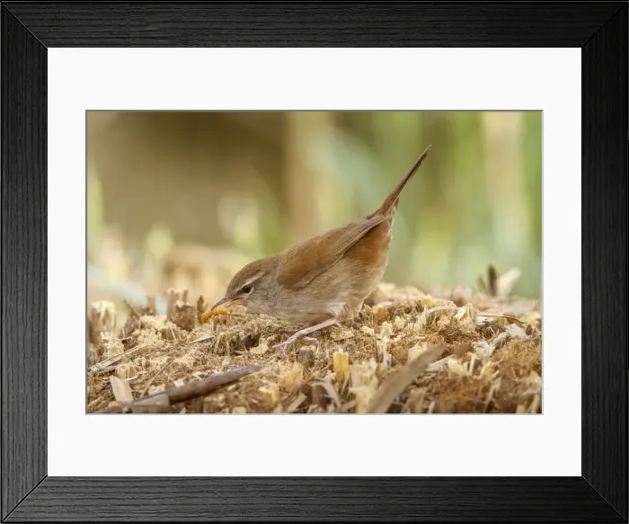 Framed Print : Picture No. 11806752 Framed Print : Picture No. 11806752