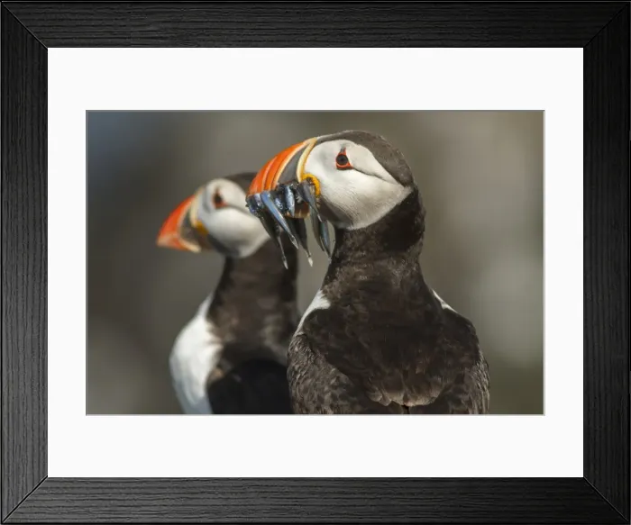 Framed Print : Picture No. 11806753