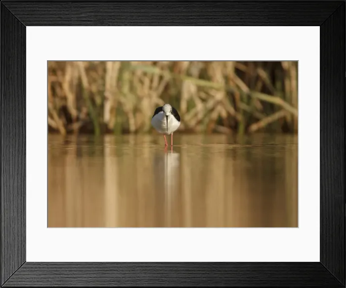 Framed Print : Picture No. 11806754 Framed Print : Picture No. 11806754