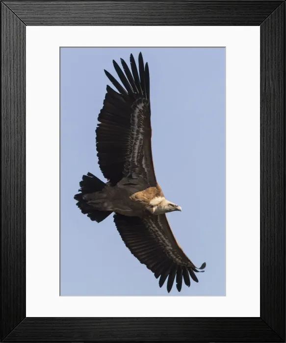 Framed Print : Picture No. 11806755 Framed Print : Picture No. 11806755