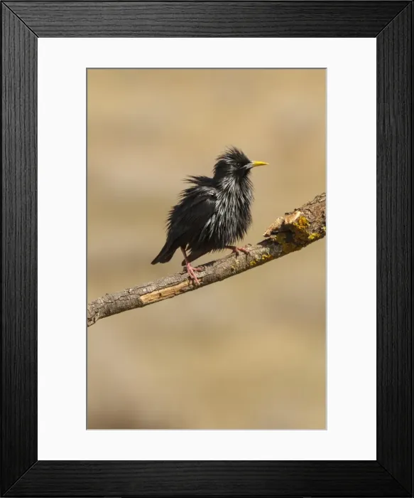 Framed Print : Picture No. 11806756 Framed Print : Picture No. 11806756