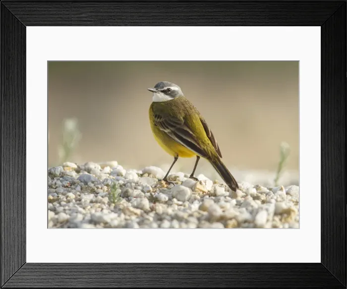 Framed Print : Picture No. 11806757 Framed Print : Picture No. 11806757