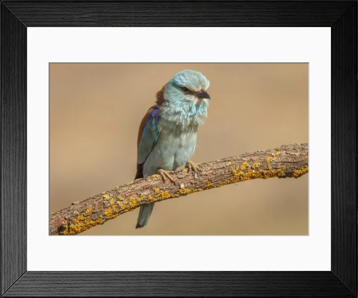 Framed Print : Picture No. 11806758 Framed Print : Picture No. 11806758