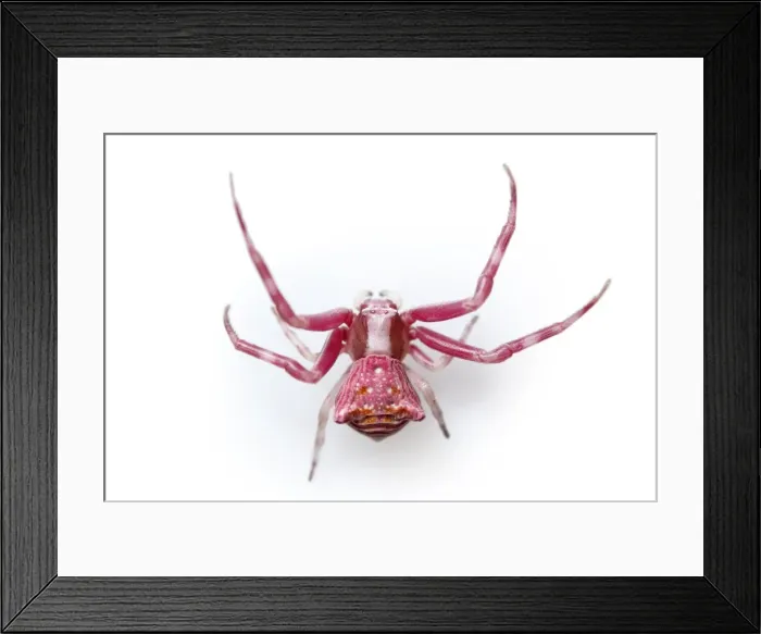Framed Print : Picture No. 11806760 Framed Print : Picture No. 11806760