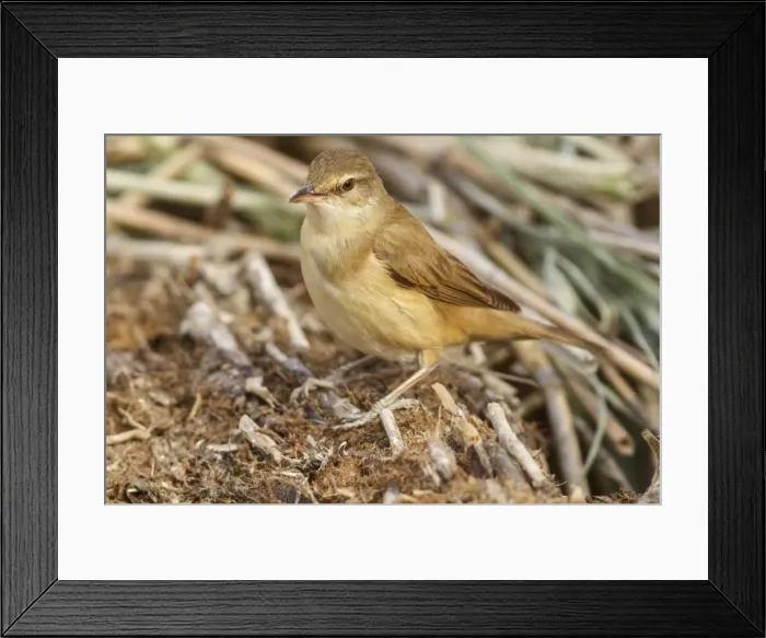 Framed Print : Picture No. 11806759 Framed Print : Picture No. 11806759