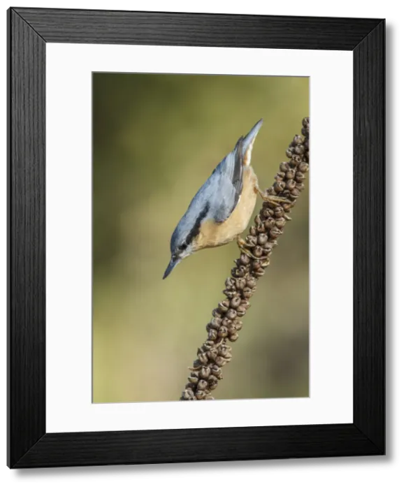 Framed Print : Picture No. 11806761 Framed Print : Picture No. 11806761