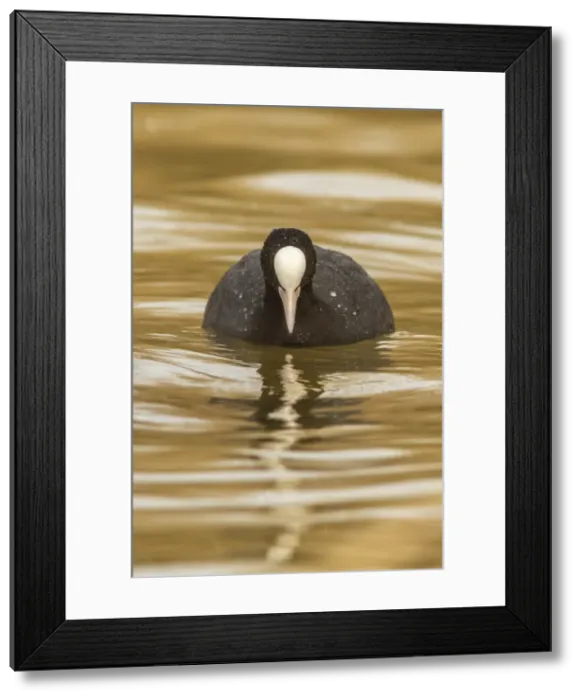 Framed Print : Picture No. 11806762 Framed Print : Picture No. 11806762