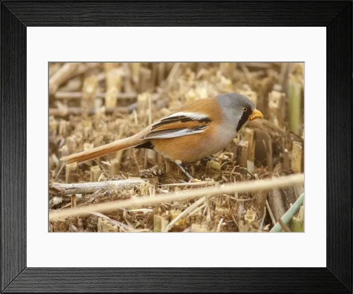 Framed Print : Picture No. 11806763 Framed Print : Picture No. 11806763