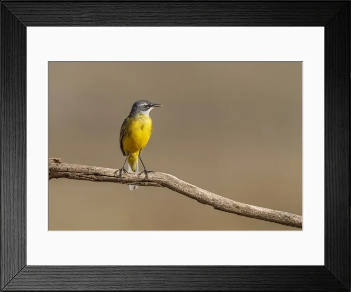 Framed Print : Picture No. 11806764 Framed Print : Picture No. 11806764