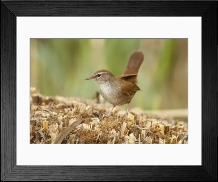 Framed Print : Picture No. 11806765 Framed Print : Picture No. 11806765
