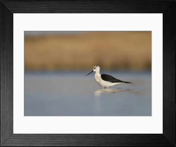Framed Print : Picture No. 11806766 Framed Print : Picture No. 11806766