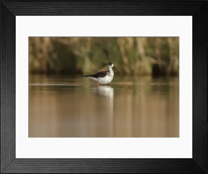 Framed Print : Picture No. 11806767 Framed Print : Picture No. 11806767