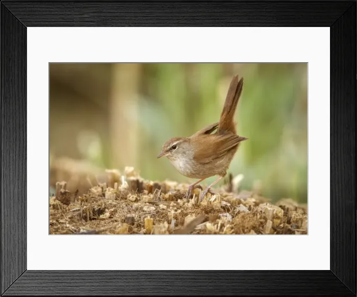 Framed Print : Picture No. 11806768 Framed Print : Picture No. 11806768