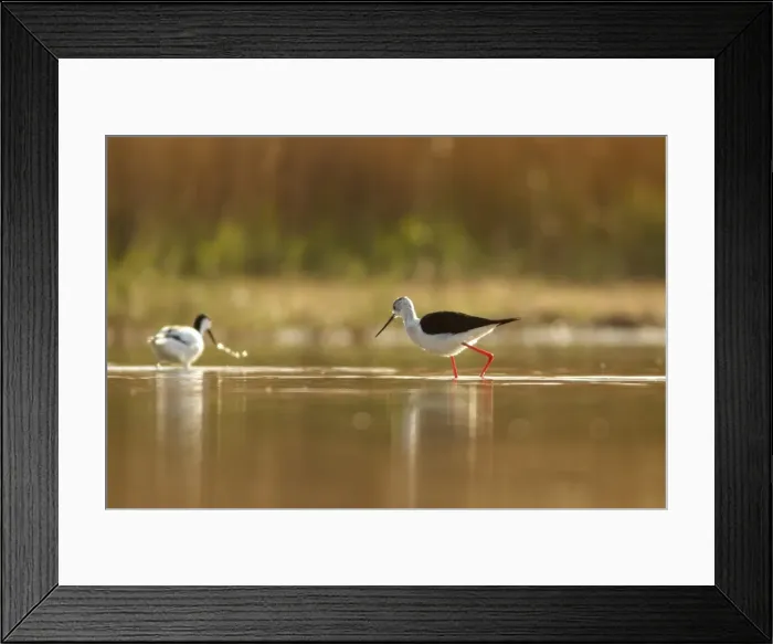 Framed Print : Picture No. 11806769 Framed Print : Picture No. 11806769