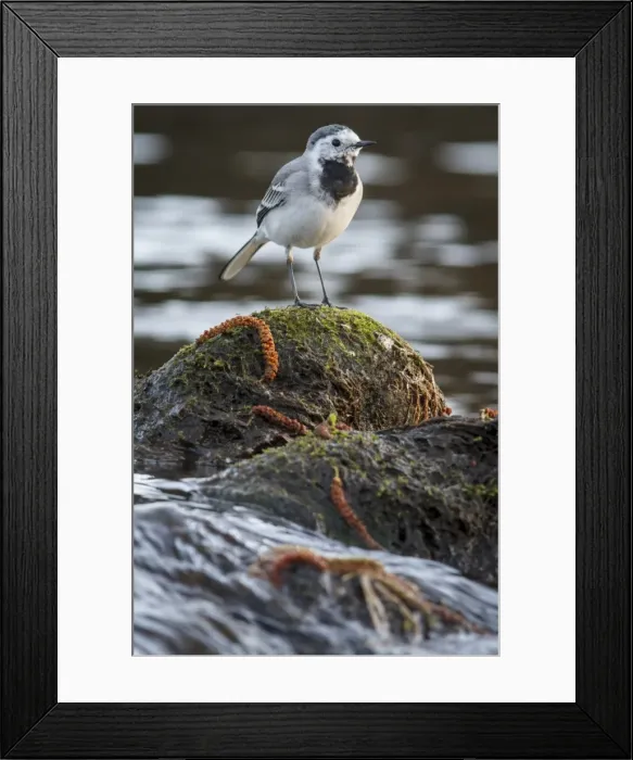 Framed Print : Picture No. 11806770 Framed Print : Picture No. 11806770