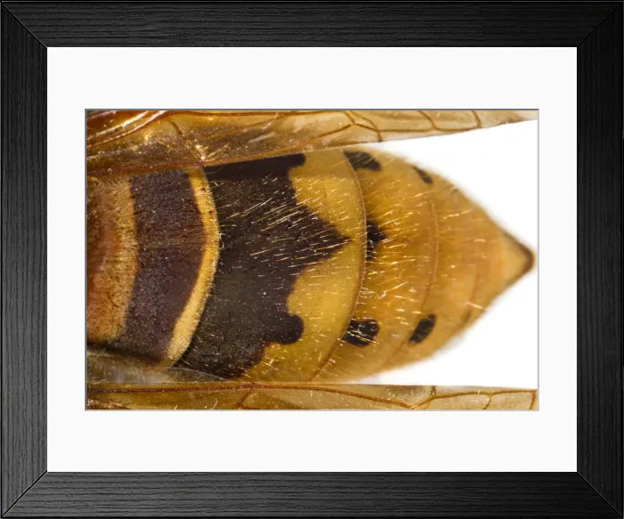 Framed Print : Picture No. 11806771 Framed Print : Picture No. 11806771