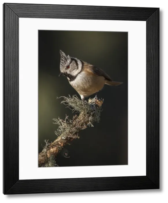 Framed Print : Picture No. 11806772 Framed Print : Picture No. 11806772