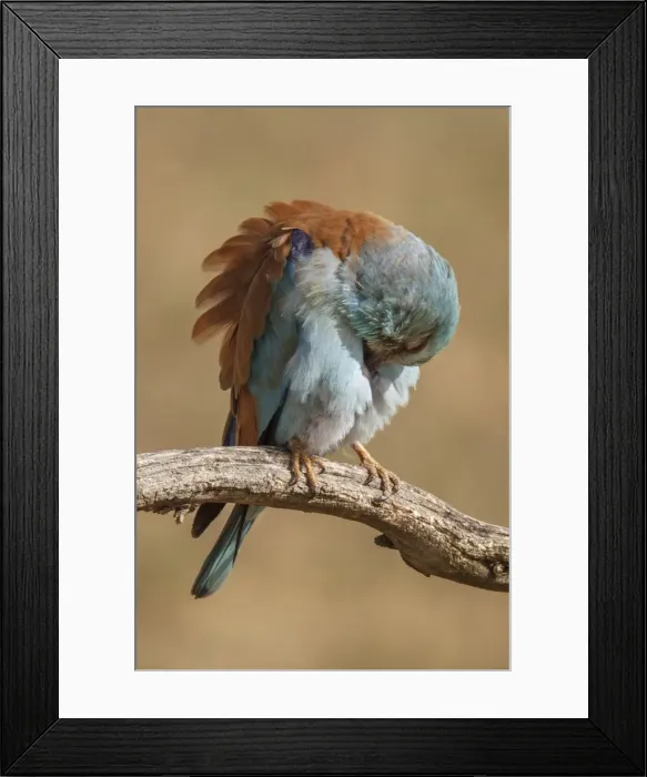 Framed Print : Picture No. 11806773 Framed Print : Picture No. 11806773