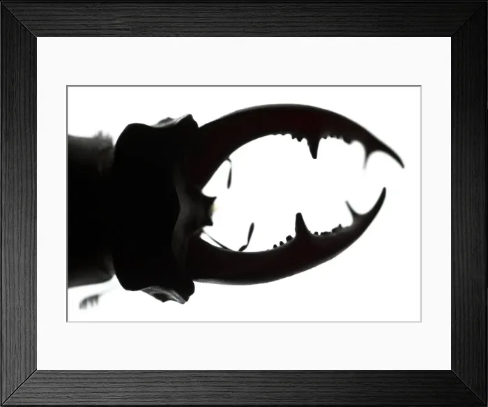 Framed Print : Picture No. 11806774 Framed Print : Picture No. 11806774