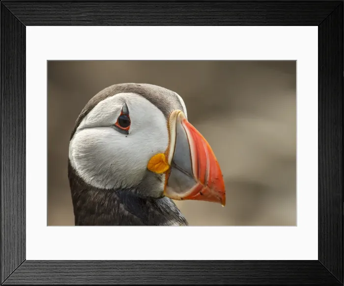 Framed Print : Picture No. 11806775 Framed Print : Picture No. 11806775