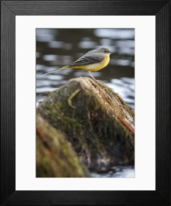 Framed Print : Picture No. 11806776 Framed Print : Picture No. 11806776