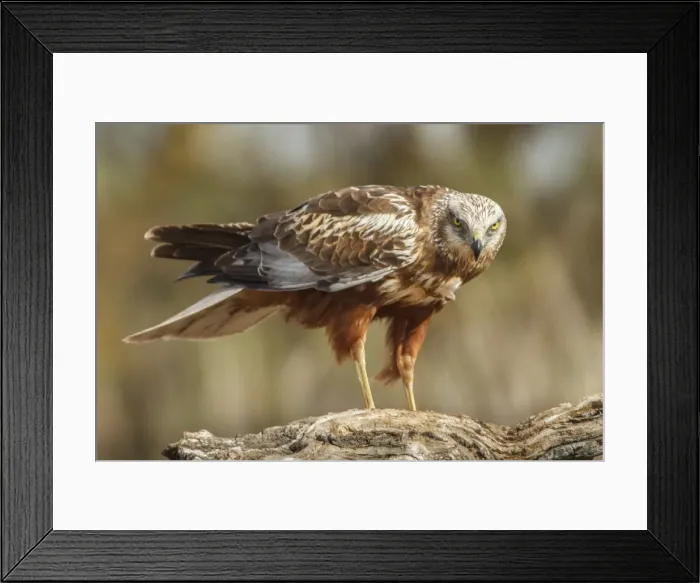 Framed Print : Picture No. 11806777 Framed Print : Picture No. 11806777