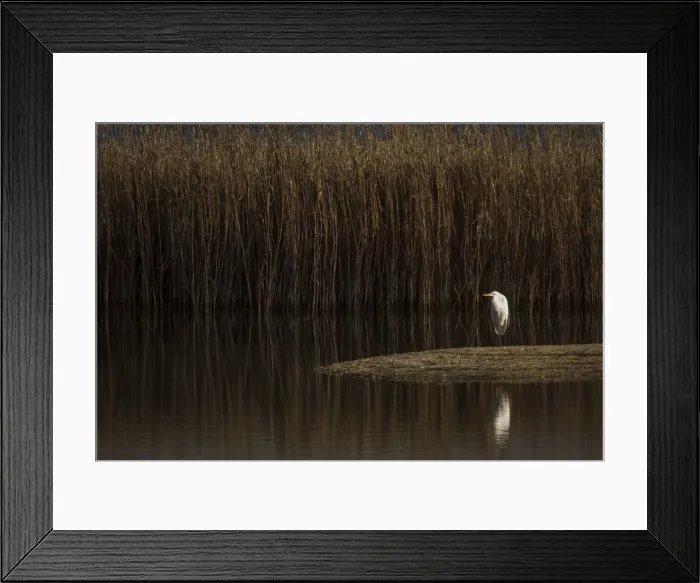 Framed Print : Picture No. 11806778 Framed Print : Picture No. 11806778