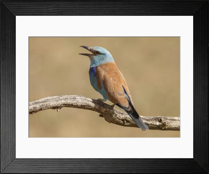 Framed Print : Picture No. 11806779 Framed Print : Picture No. 11806779