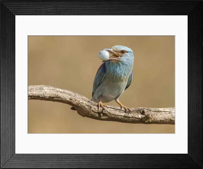 Framed Print : Picture No. 11806780 Framed Print : Picture No. 11806780