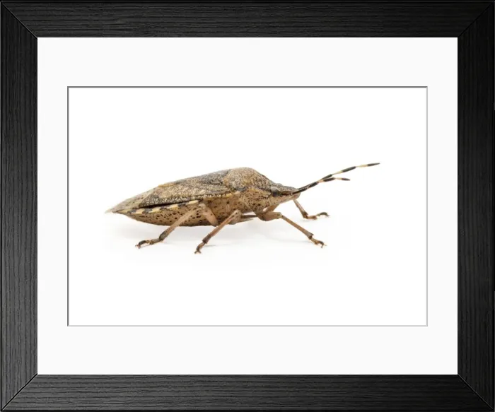 Framed Print : Picture No. 11806781 Framed Print : Picture No. 11806781