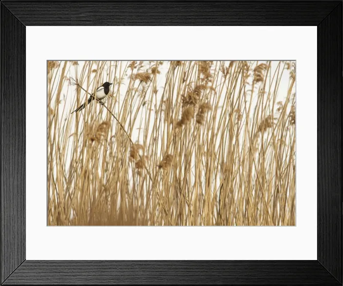 Framed Print : Picture No. 11806783 Framed Print : Picture No. 11806783