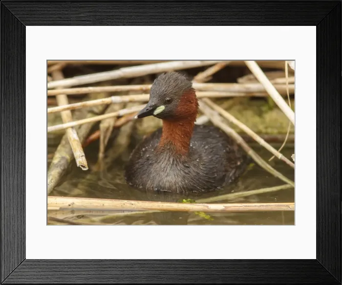 Framed Print : Picture No. 11806784 Framed Print : Picture No. 11806784