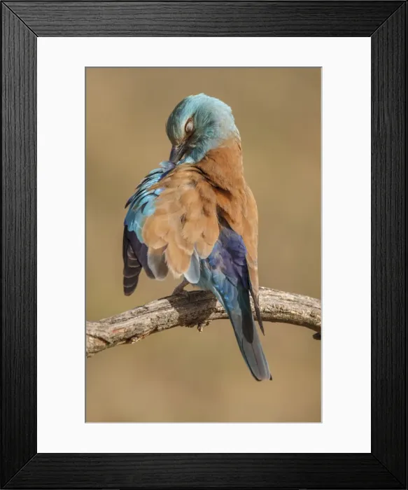 Framed Print : Picture No. 11806785 Framed Print : Picture No. 11806785