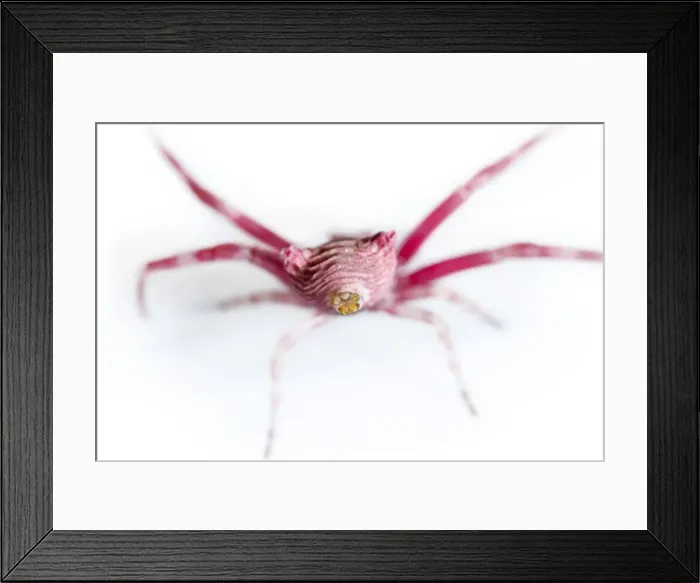 Framed Print : Picture No. 11806786 Framed Print : Picture No. 11806786