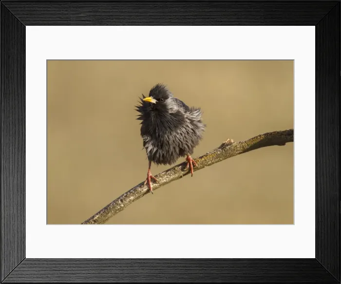 Framed Print : Picture No. 11806787 Framed Print : Picture No. 11806787