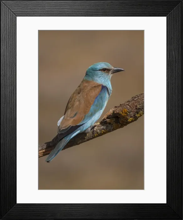 Framed Print : Picture No. 11806788 Framed Print : Picture No. 11806788