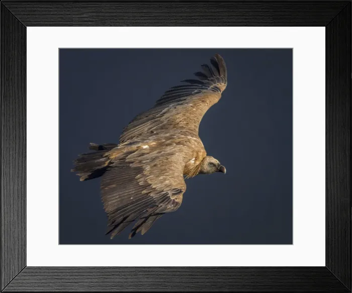 Framed Print : Picture No. 11806789 Framed Print : Picture No. 11806789