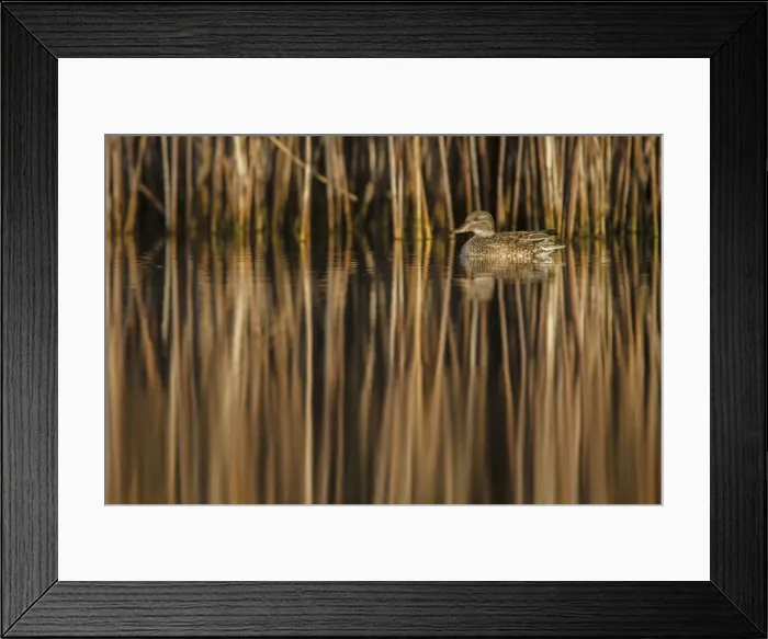 Framed Print : Picture No. 11806790 Framed Print : Picture No. 11806790