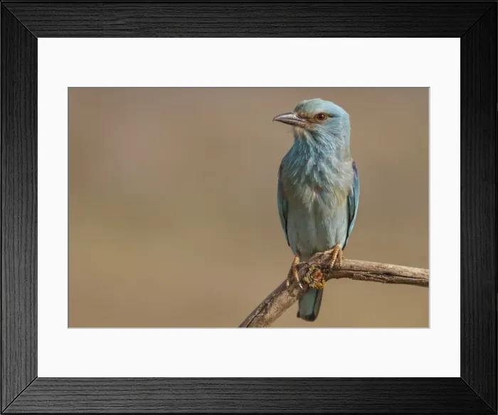 Framed Print : Picture No. 11806791 Framed Print : Picture No. 11806791