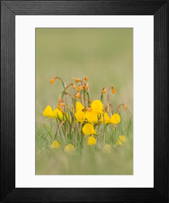 Framed Print : Picture No. 11806792 Framed Print : Picture No. 11806792