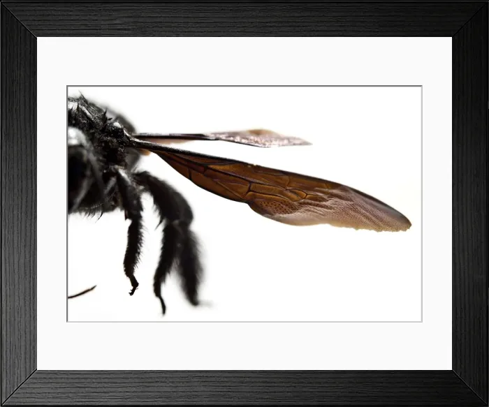 Framed Print : Picture No. 11806793 Framed Print : Picture No. 11806793