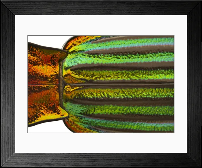 Framed Print : Picture No. 11806794 Framed Print : Picture No. 11806794