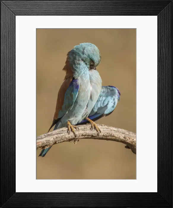 Framed Print : Picture No. 11806795 Framed Print : Picture No. 11806795