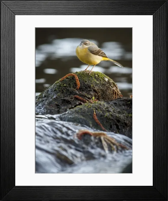 Framed Print : Picture No. 11806796 Framed Print : Picture No. 11806796