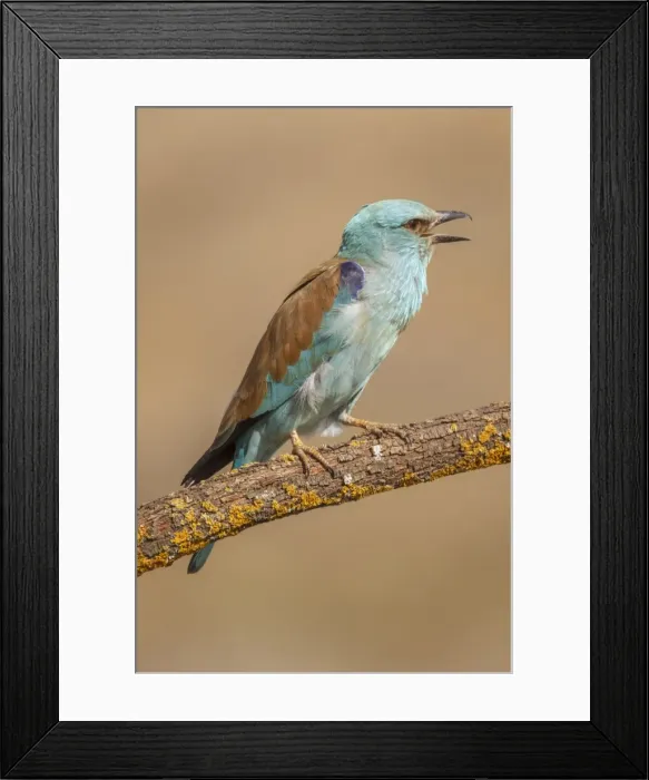 Framed Print : Picture No. 11806797 Framed Print : Picture No. 11806797