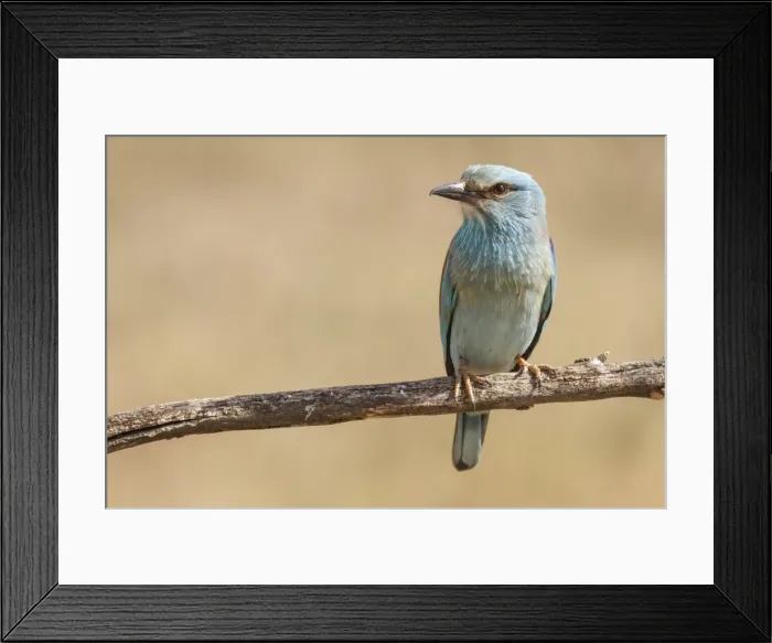 Framed Print : Picture No. 11806798 Framed Print : Picture No. 11806798